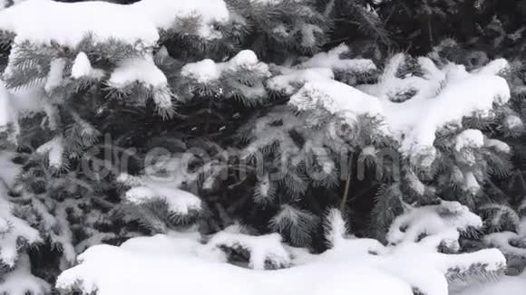 青枝杉树垂落下重雪背景冬季自然慢动作视频的预览图