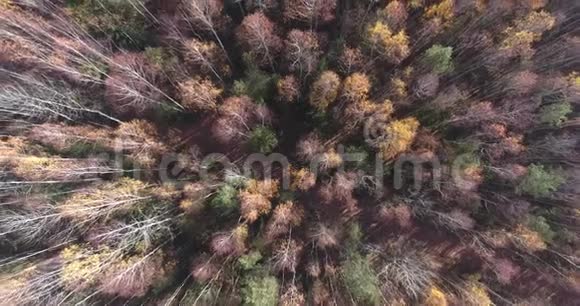 我们从秋天的森林起飞视频的预览图