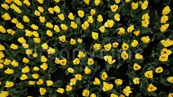 美丽的公园里盛开的黄色郁金香许多鲜花视频的预览图