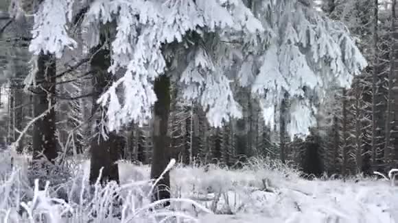 温特伯格德国霍奇索兰德克里斯杨树和美丽的度假地点的雪山森林景观视频的预览图