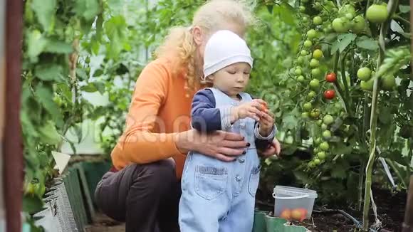 宝贝和奶奶在摘西红柿视频的预览图