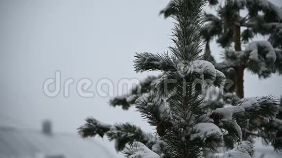 屋顶的房子在冬天降雪在针叶林柔和的白雪皑皑的圣诞节早晨下着大雪视频的预览图