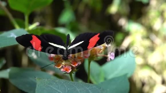 黑色异域蝴蝶授粉花视频的预览图