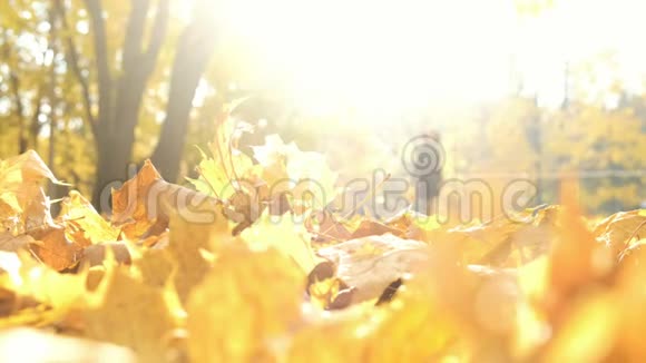一个女人在落叶的秋光中行走模糊的轮廓抽象视频的预览图