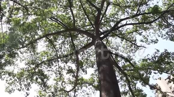 一棵热带叶树的巨大伸展树冠的禅意视频的预览图