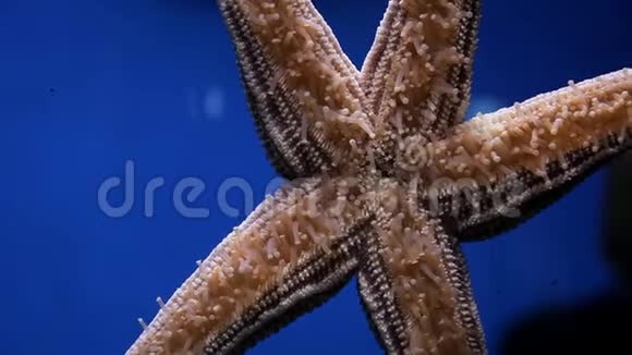 海底的星星海下海星特写镜头视频的预览图