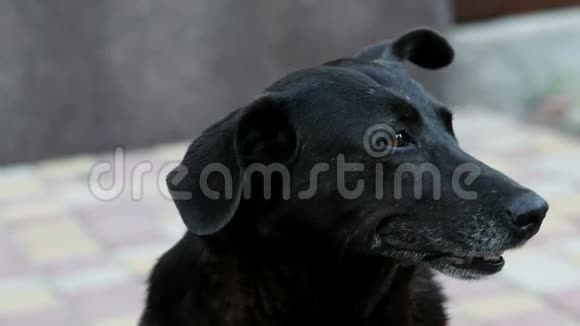 悲伤孤独混血狗肖像不幸无家可归的黑狗视频的预览图