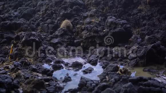 巴厘岛白沙滩附近的火山岩上自然形成的喷泉或间歇喷泉的超级慢镜头视频的预览图