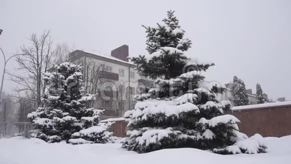 青枝杉树垂落下重雪背景冬季自然慢动作雪花视频的预览图