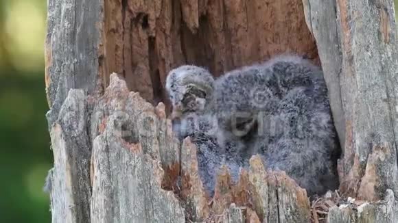 小猫头鹰在一个破树干的巢里视频的预览图