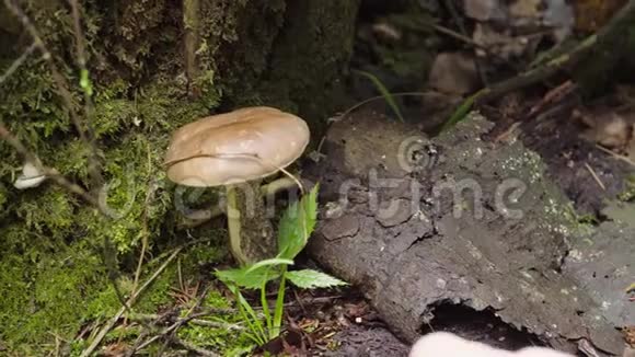 秋天在森林里采蘑菇女人用刀割白桦蘑菇视频的预览图