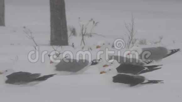 雪覆盖的田野上的海鸥森林里的暴风雪冬季视频的预览图