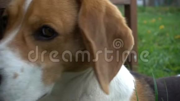 小猎犬把头转向摄像机特写视频的预览图