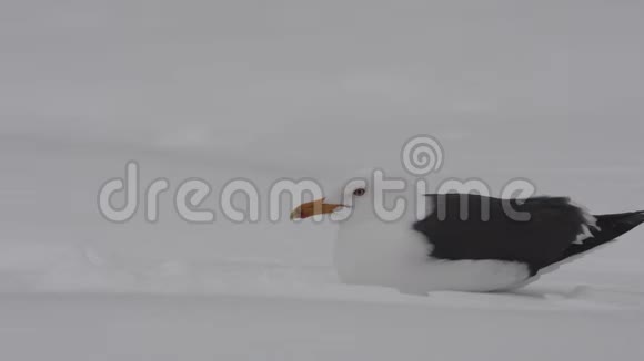 雪覆盖的田野上的海鸥森林里的暴风雪冬季视频的预览图