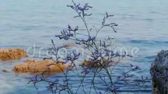 在蓝色海洋上生长着一株植物上面有石头礁石视频的预览图