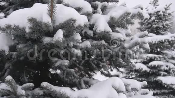 青枝杉树垂落下重雪背景冬季自然慢动作视频的预览图