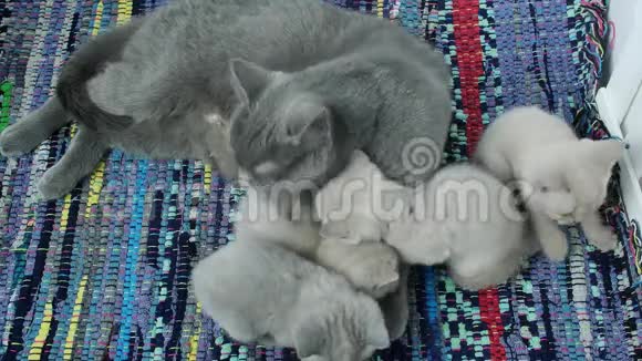 猫妈妈照顾小猫传统地毯视频的预览图