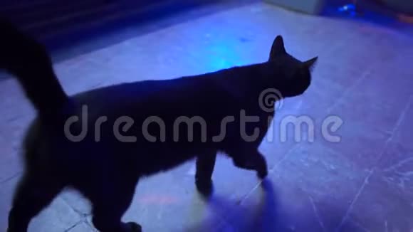 晚上黑猫慢吞吞地走进酒店大堂视频的预览图
