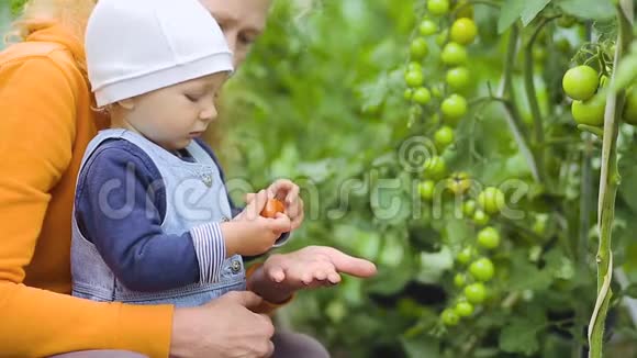 宝贝和奶奶在摘西红柿视频的预览图