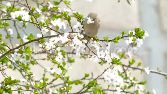 鸟从树上摘花吃东西视频的预览图