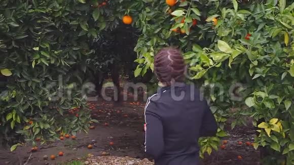 年轻姑娘黑发姑娘从后面采橘子视频的预览图