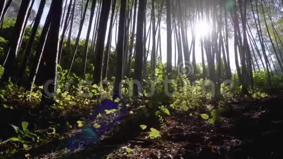 竹树林在异国森林中生长的高茎的青竹视频的预览图