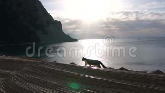 日出时一只美丽的猫在靠海的木屋顶上行走动作缓慢视频的预览图
