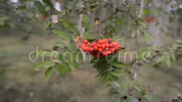 成熟的罗旺莓树枝视频的预览图