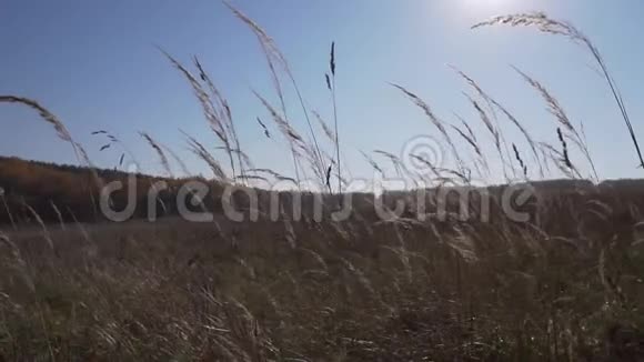秋天的田野干燥的黄色植物的茎在阳光明媚的晴天在风中摇曳视频的预览图