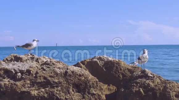 近距离观看可爱的海鸥站在岩石上背景是蓝色的海水视频的预览图