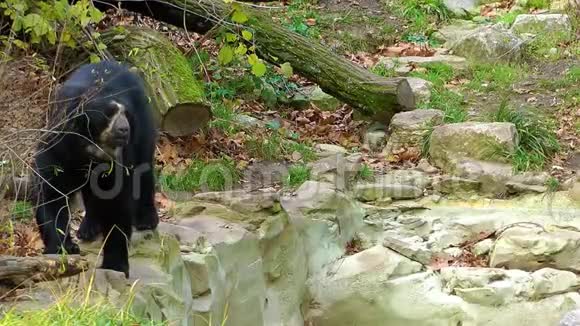 动物园里的熊在大自然中视频的预览图