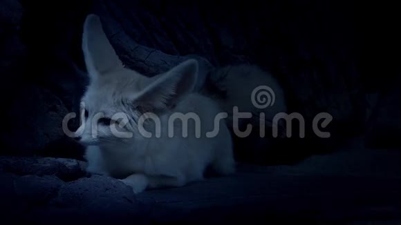 洞狐在黑夜中倾听危险视频的预览图