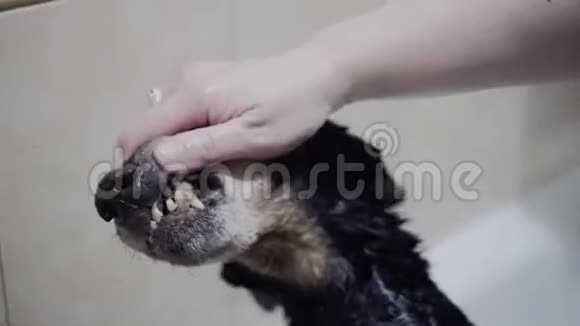 女孩看着她的狗牙齿她用洗澡水洗宠物以照顾宠物关门视频的预览图