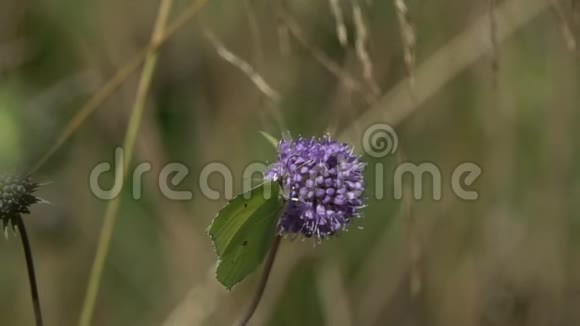 蝴蝶常见的BrimstoneGonepteryxrhamni从野生紫花起飞慢动作视频的预览图