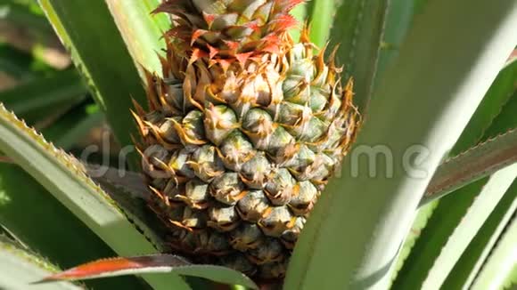 菠萝生长在菠萝植物上视频的预览图
