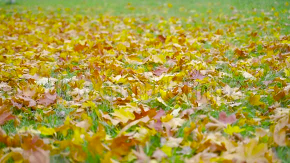 倒下的黄枫叶躺在绿草上视频的预览图