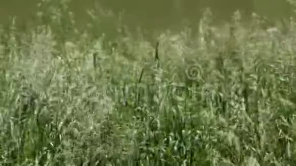 风搅动着草大自然在夏天视频的预览图
