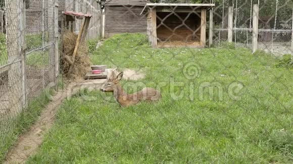 动物园里的一只小鹿躺在鸟笼里野生动物视频的预览图