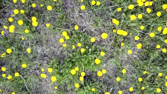 地上盛开着美丽的黄色蒲公英视频的预览图