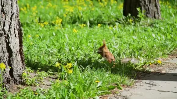 红松鼠在草地上吃东西视频的预览图
