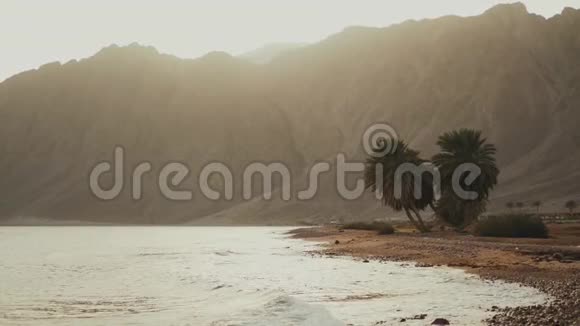 日落于海棕榈树在海滩上沙漠山脉在背景上慢动作4k视频的预览图