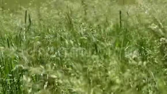 风搅动着草大自然在夏天视频的预览图