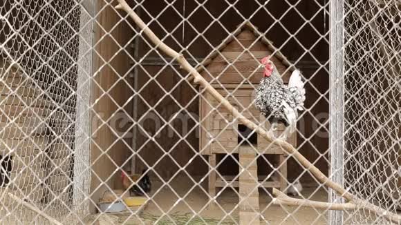 动物园的笼子里的莫特利和漂亮的装饰公鸡视频的预览图
