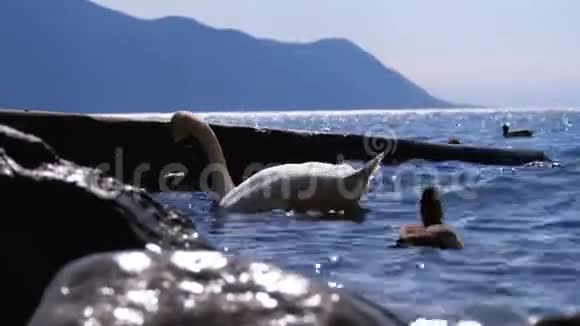 巨大的白天鹅和鸭子在清澈的湖水中游泳瑞士视频的预览图