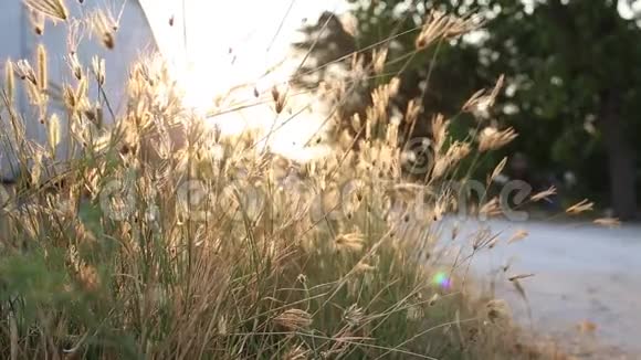 傍晚阳光下的草花视频的预览图
