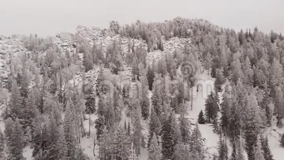 在冬天看到一片覆盖着雪的冰冻森林视频的预览图