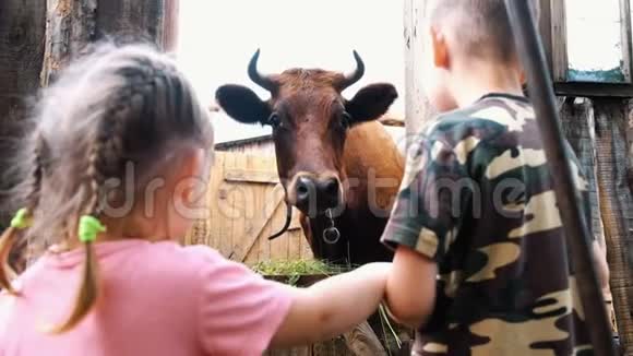 小孩子们看着农场里的一只有角的母牛视频的预览图