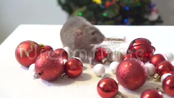 灰鼠和坐在地毯上的圣诞装饰新年装饰视频的预览图