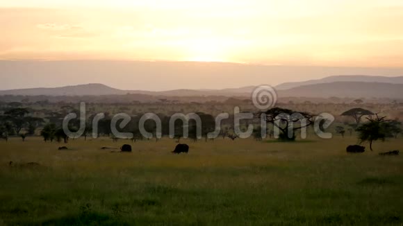 日落时的非洲平原景观有相思树和野牛放牧视频的预览图