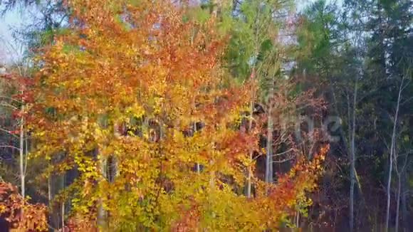 秋天五彩缤纷的秋树视频的预览图